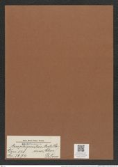 Amphipentas antillarum (Cleve) DeToni (de-Toni-Nr.: Genus 138, Species 3674) Zeichnungen Sammlung Grunow Mappe 03797 (Herbarium_W_Grunow_drawings_Folder_03797)